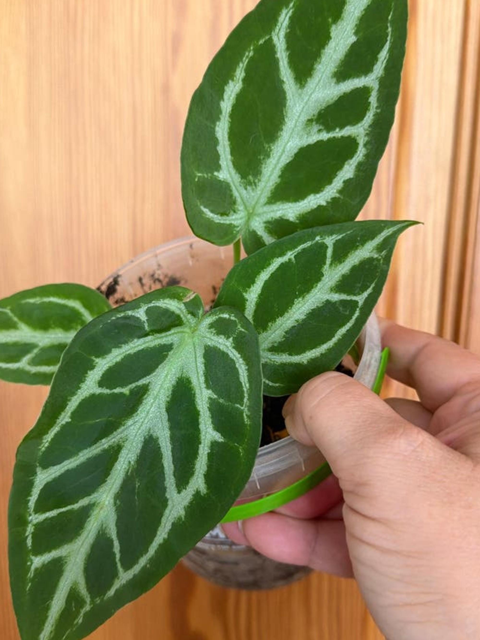 Anthurium Silver Queen cutting