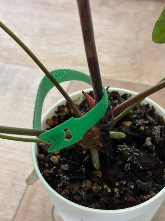 Anthurium Dark Phoenix cutting