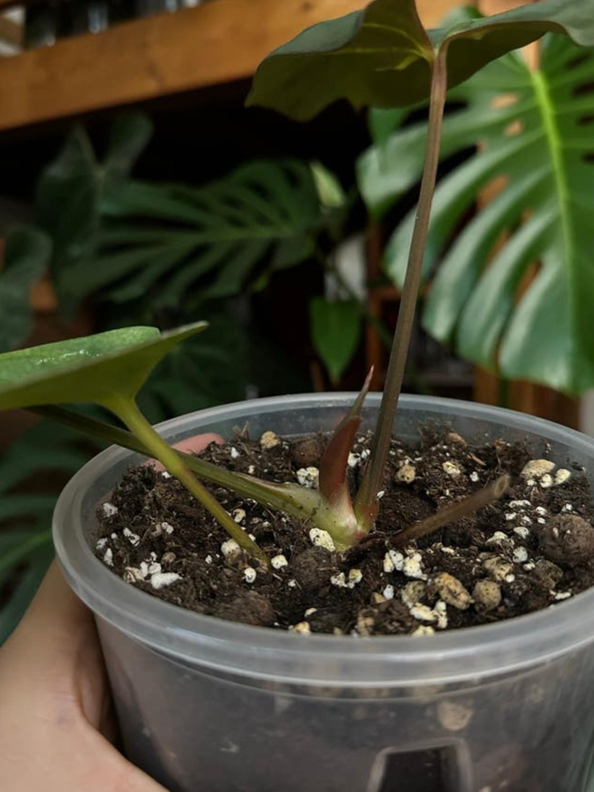 Anthurium Dressleri x Blue Papillilaminum cutting