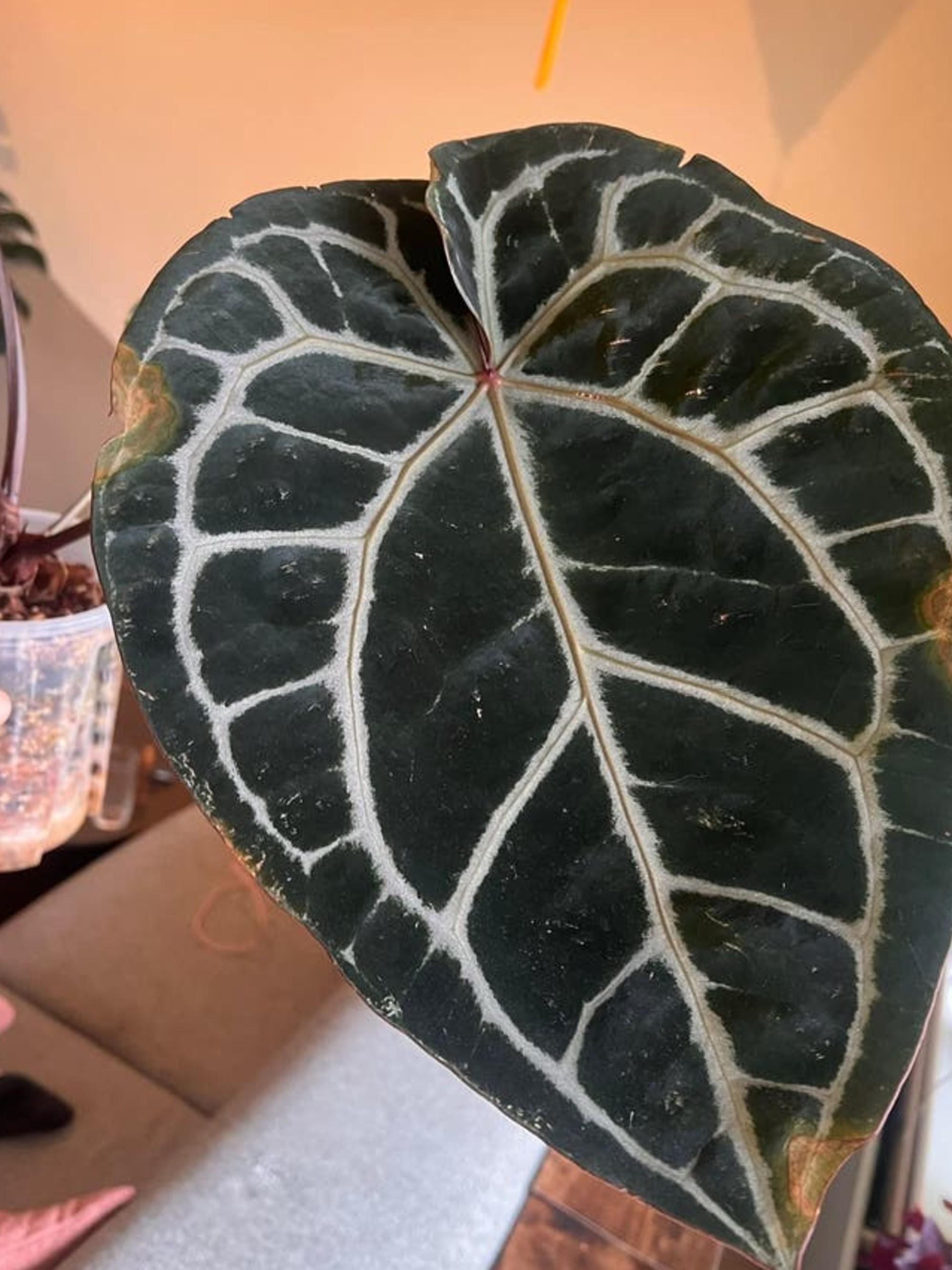 Anthurium Michelle x Doc Block cutting