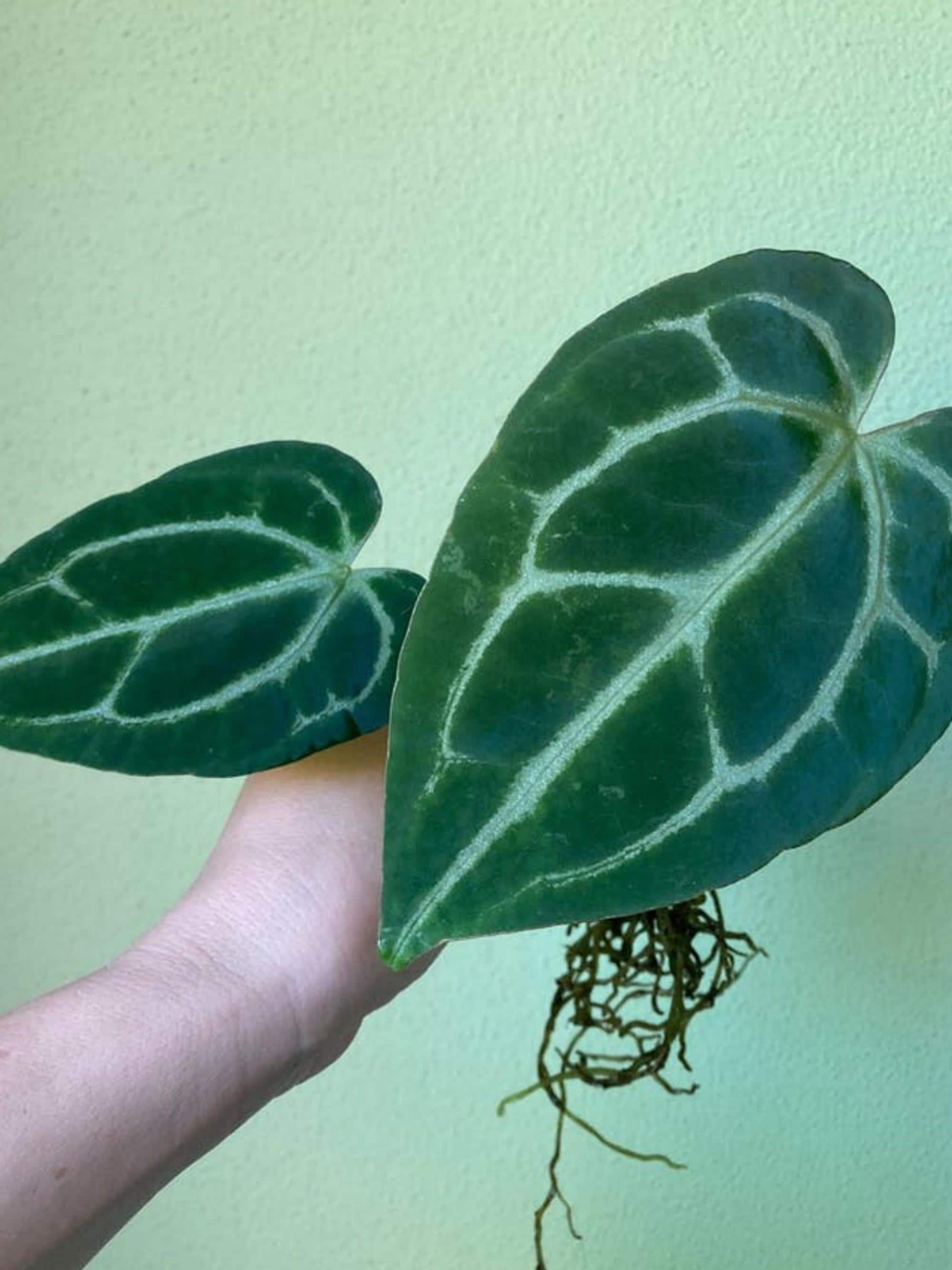 Anthurium Dark Crystallinum x Papillilaminum cutting