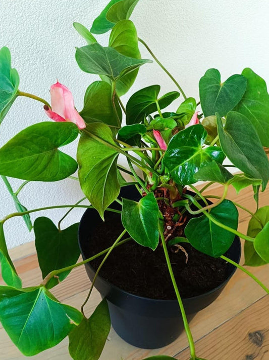 Anthurium Andraeanum (Flamingo Plant) cutting