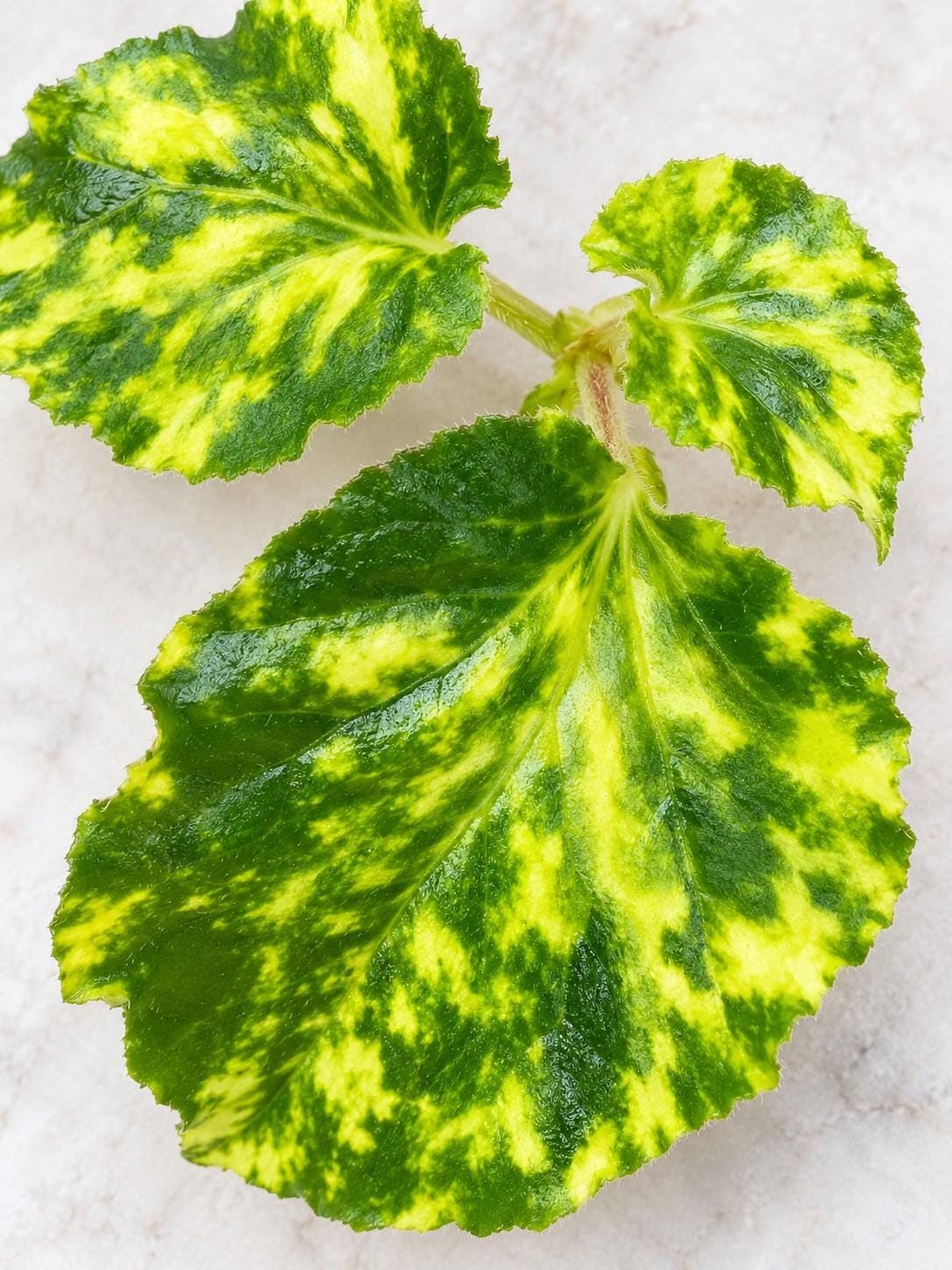 Begonia Cucullata cutting photo 2
