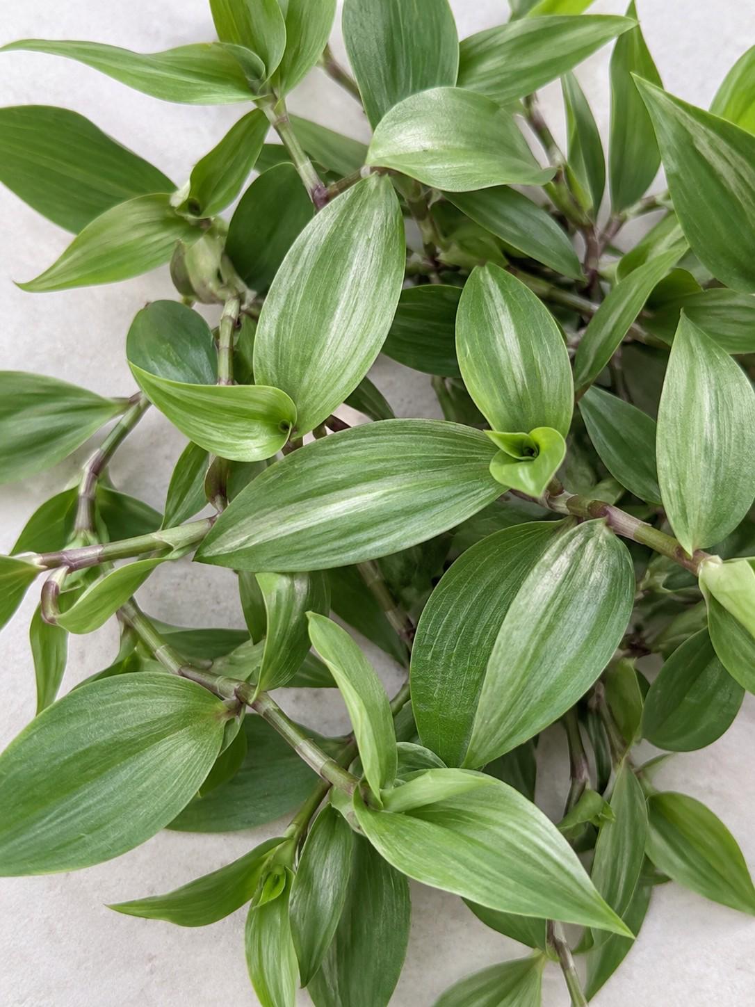 Tradescantia Fluminensis cutting photo 2