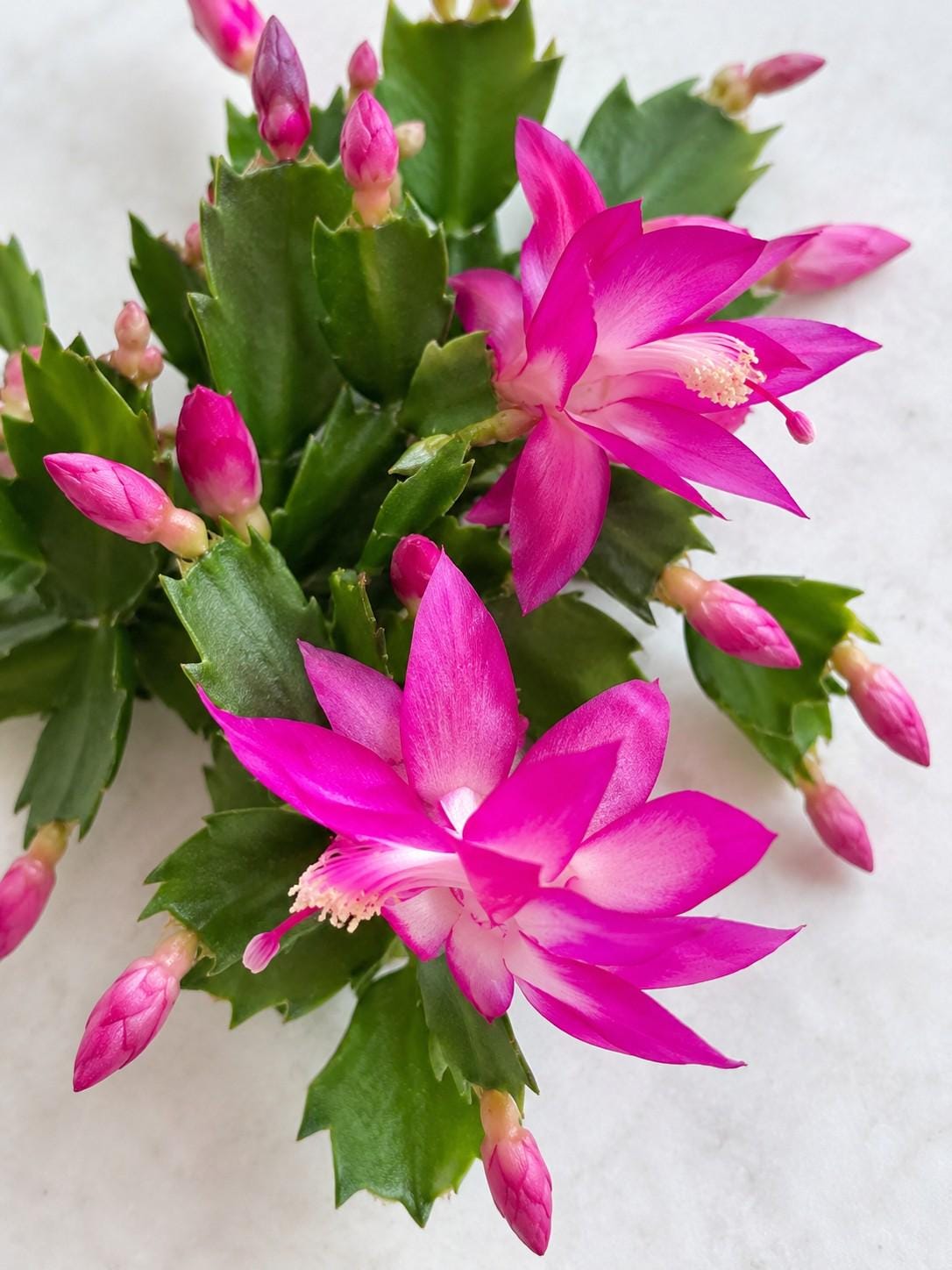 Schlumbergera Chimaera cutting photo 2