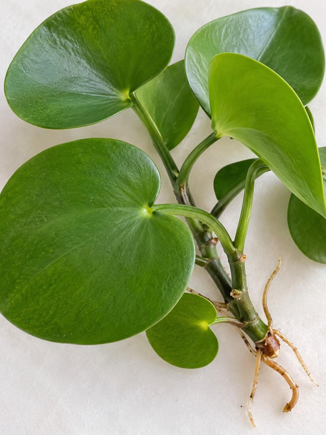 Peperomia Polybotrya cutting photo 2
