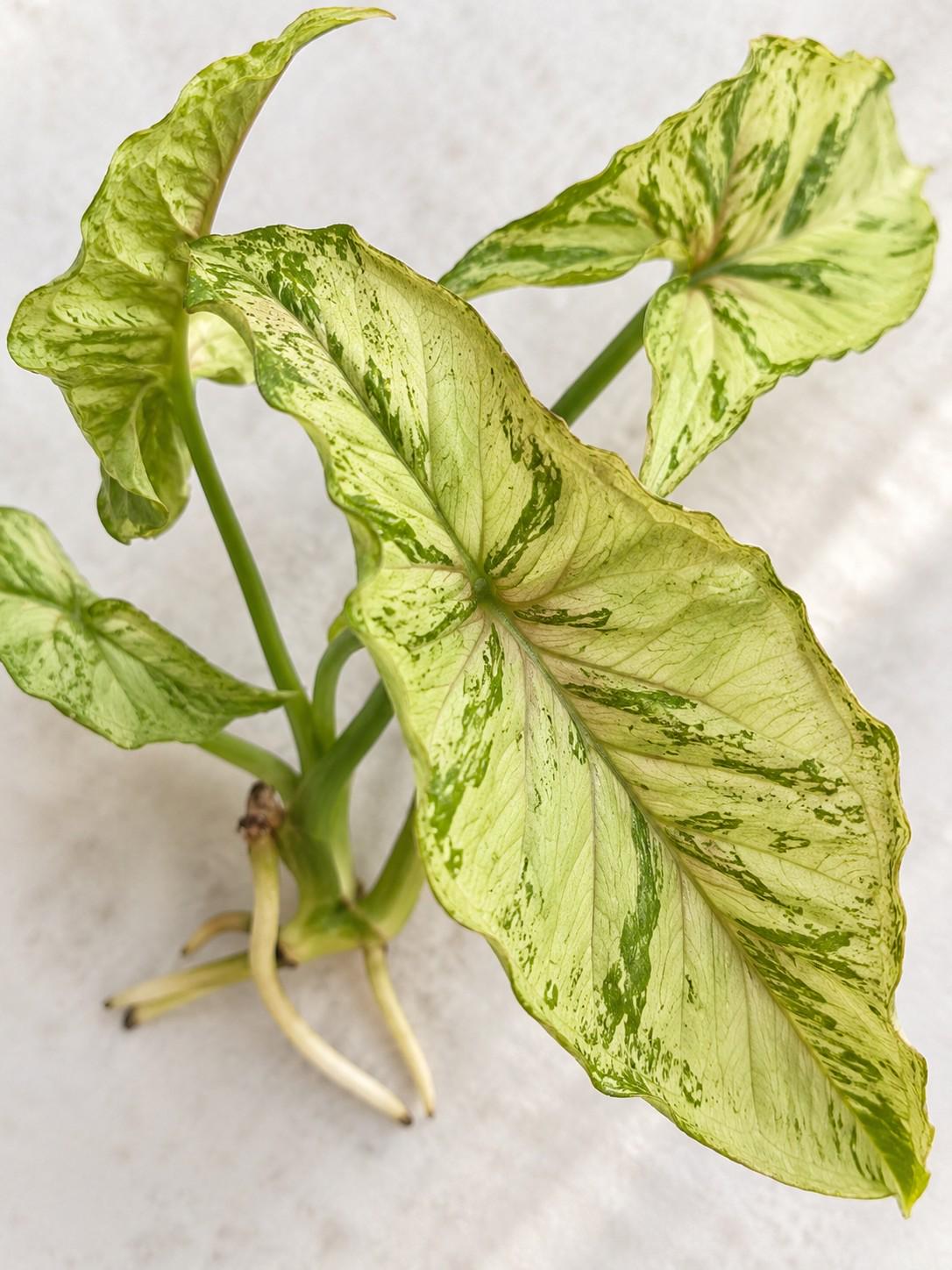 Syngonium Rolli cutting photo 2