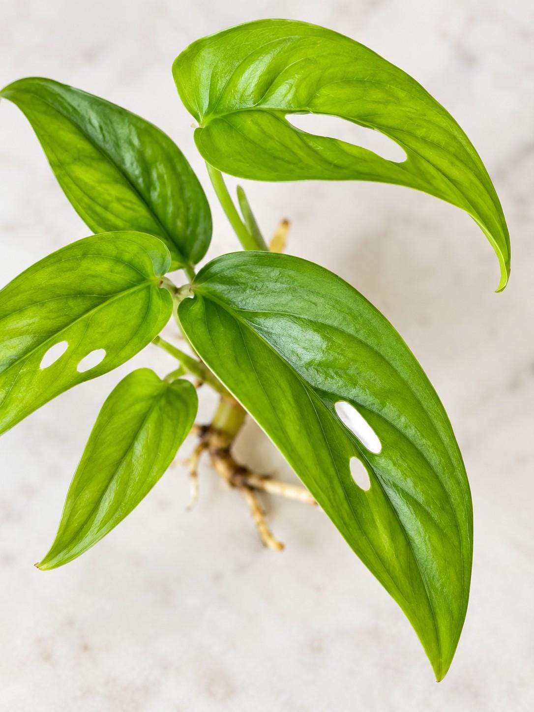 Monstera Gracilis cutting photo 2