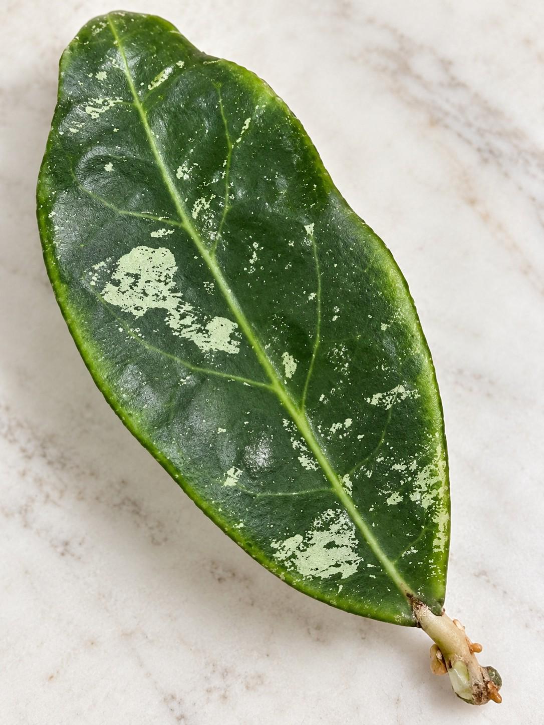 Hoya Rintzii Borneo cutting photo 2
