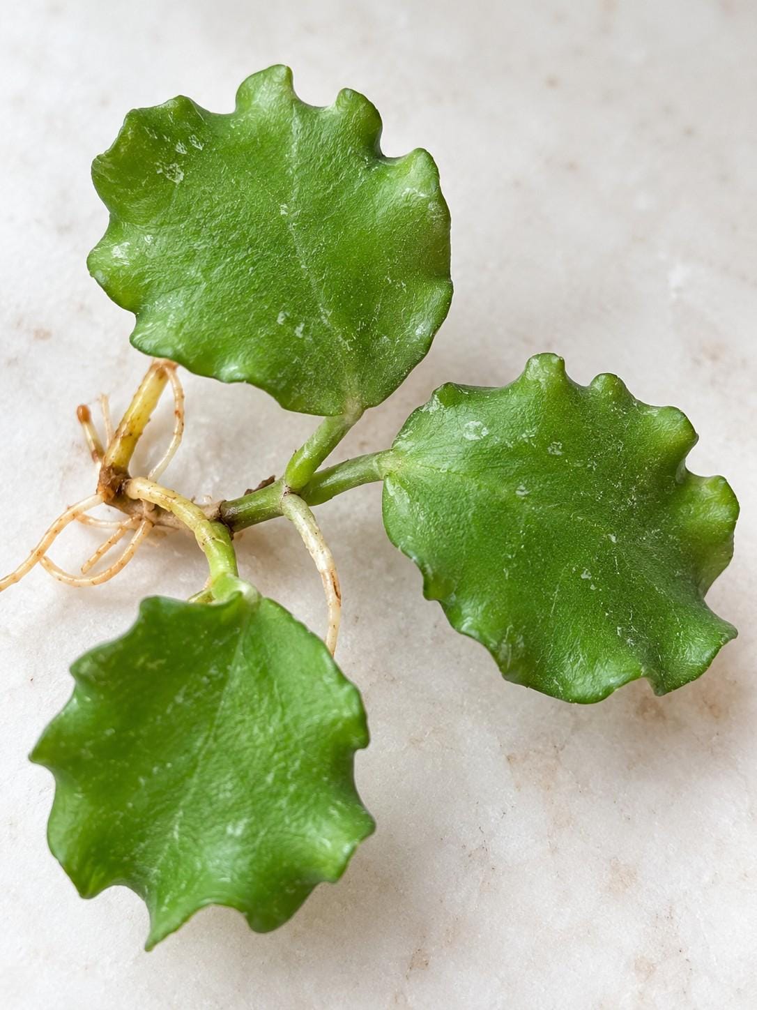 Hoya Endauensis cutting photo 2