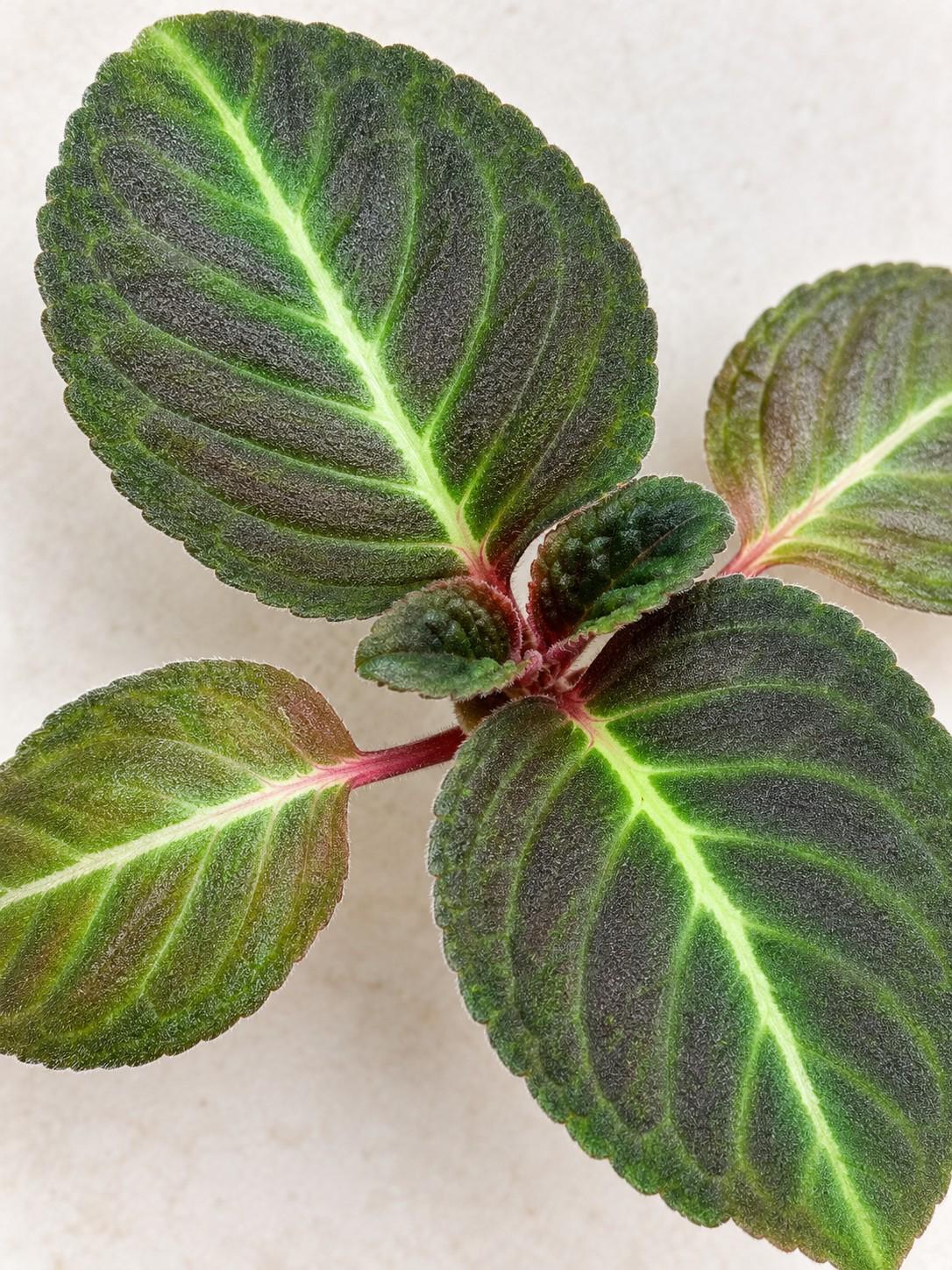 Corytoplectus Speciosus cutting photo 2