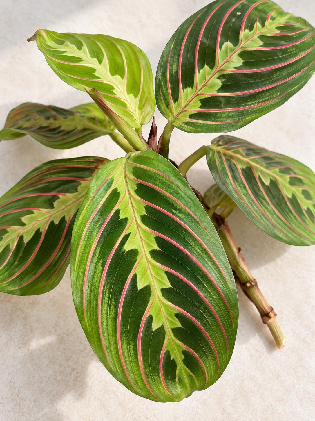 Maranta Tricolor cutting photo 2