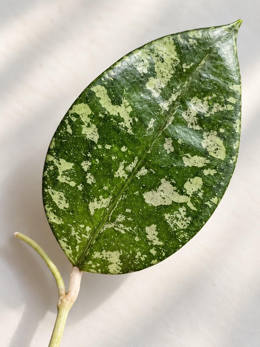 Hoya Vitellina cutting photo 2
