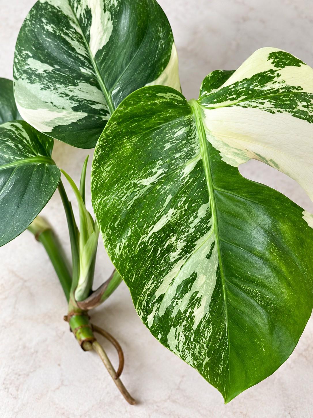 Monstera Marbled Albo Variegata cutting photo 2