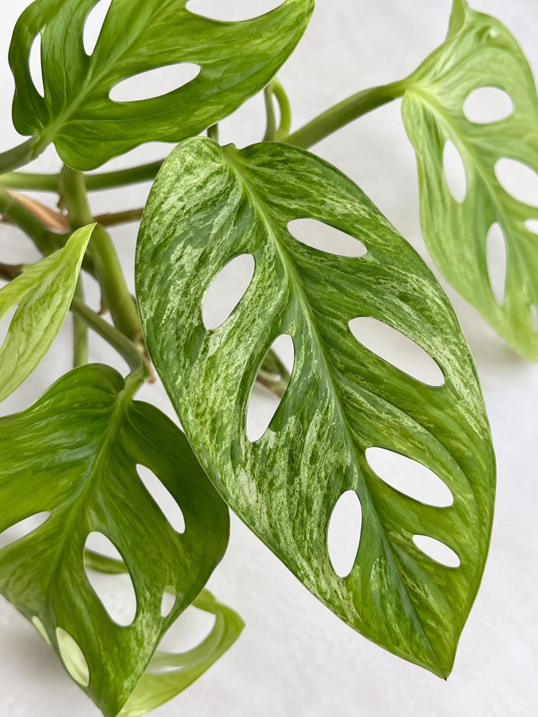 Monstera Adansonii European Mint cutting photo 2