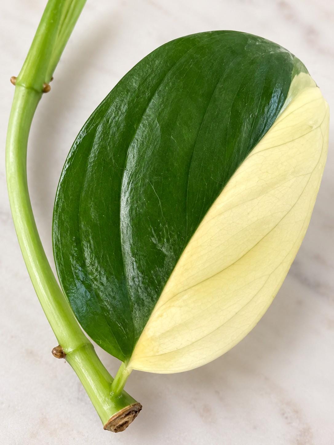 Monstera Acacoyaguensis Albo Variegata cutting photo 2