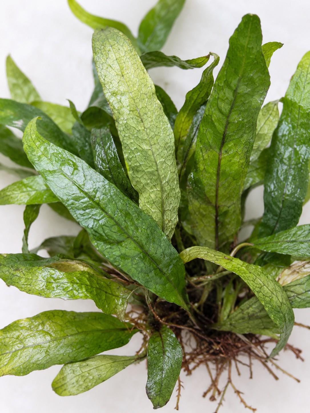 Microsorum Mini cutting photo 2
