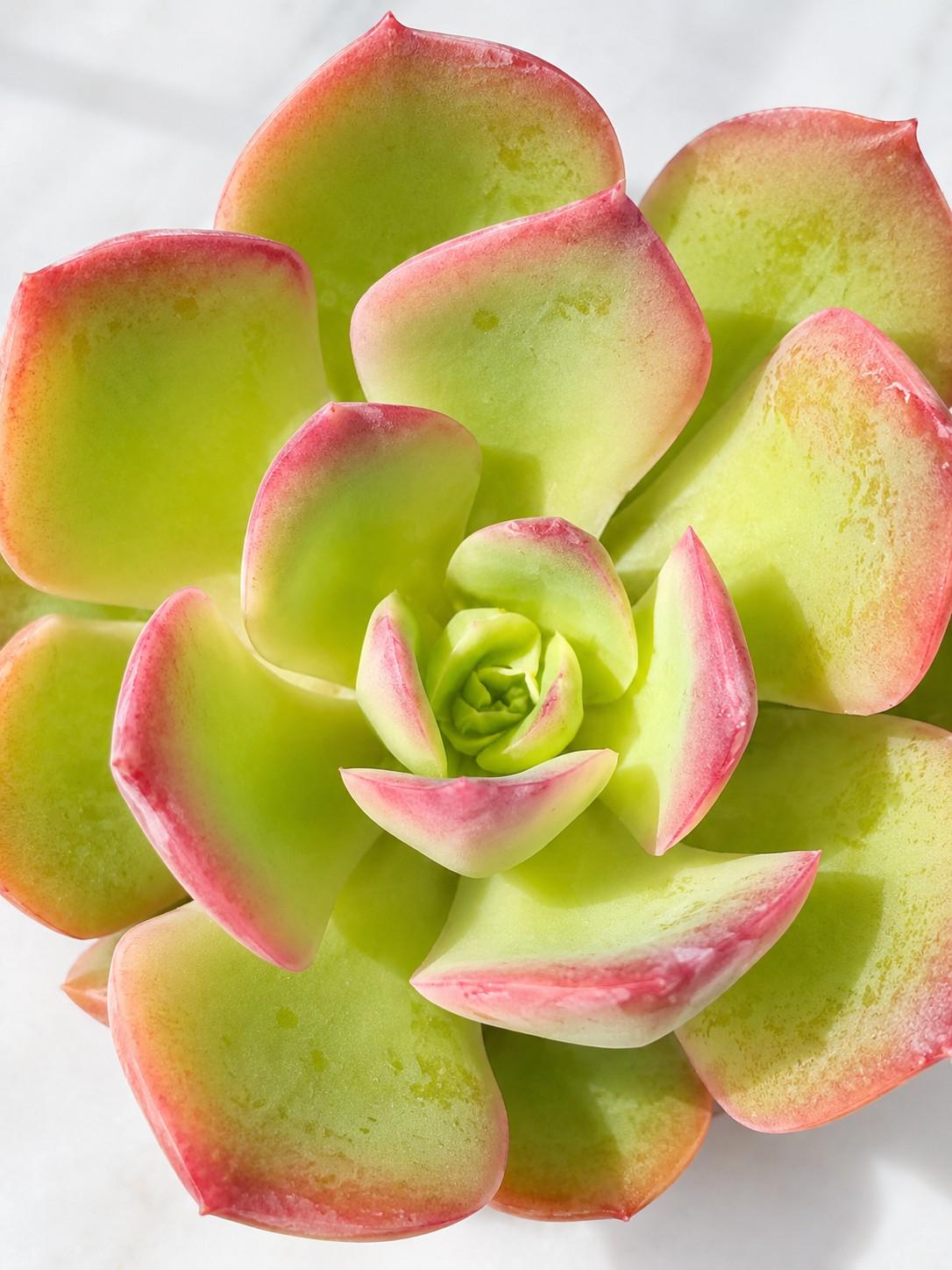 Echeveria Snow River leaf cutting photo 2