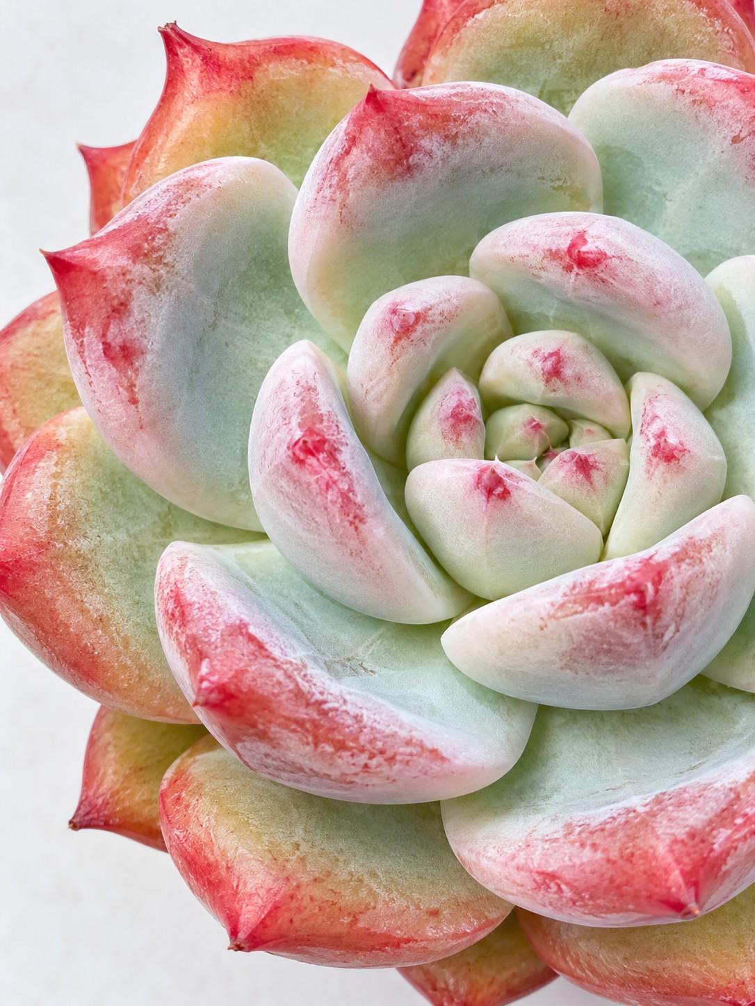 Echeveria Crimson Romance leaf cutting photo 2