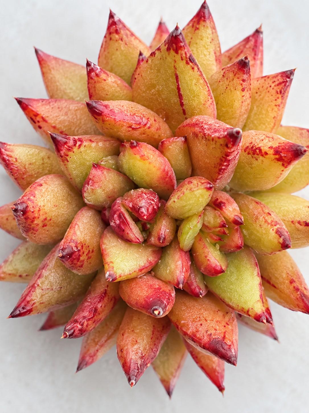 Echeveria Australian Jenny leaf cutting photo 2