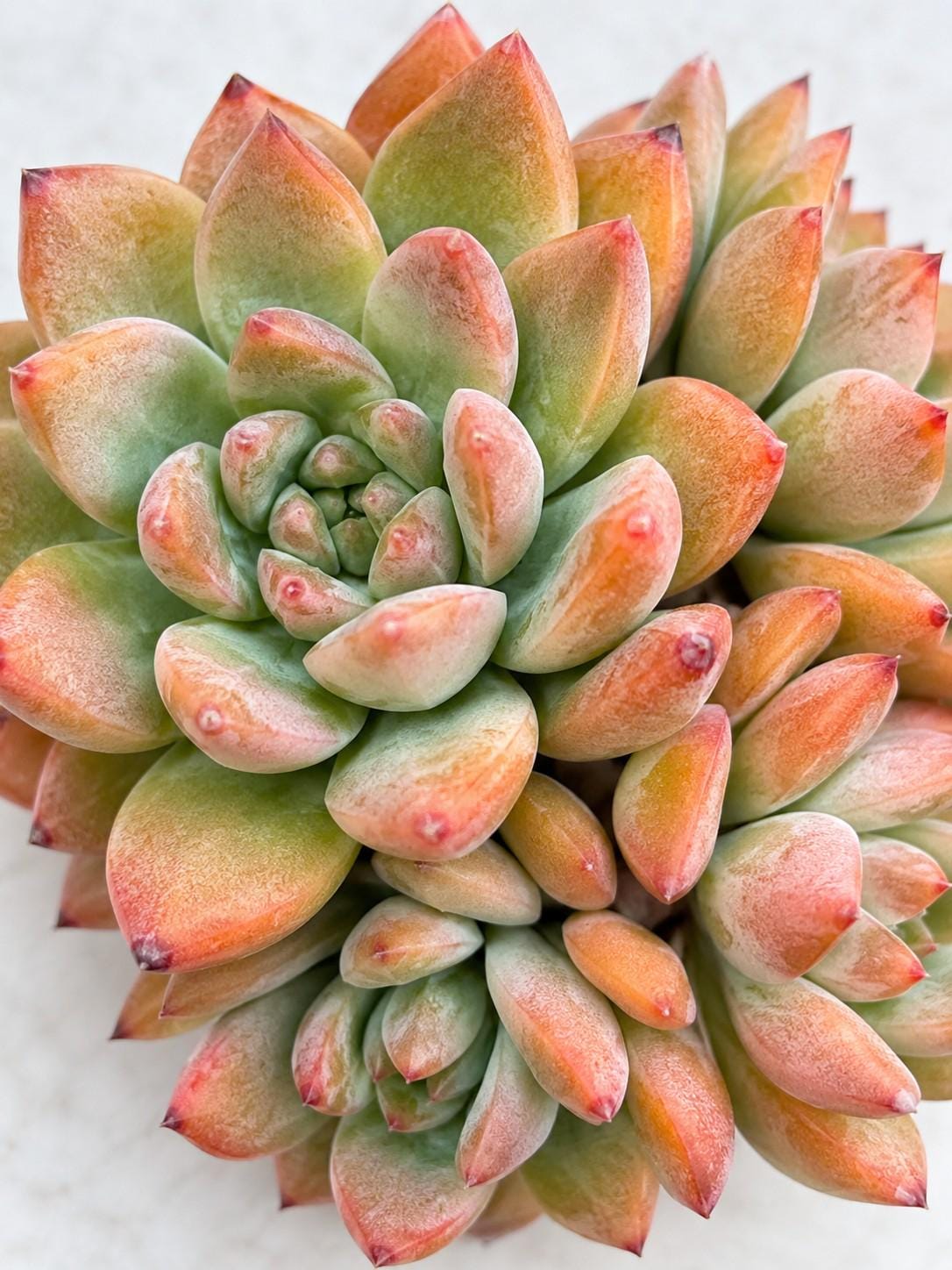 Echeveria All Star leaf cutting photo 2