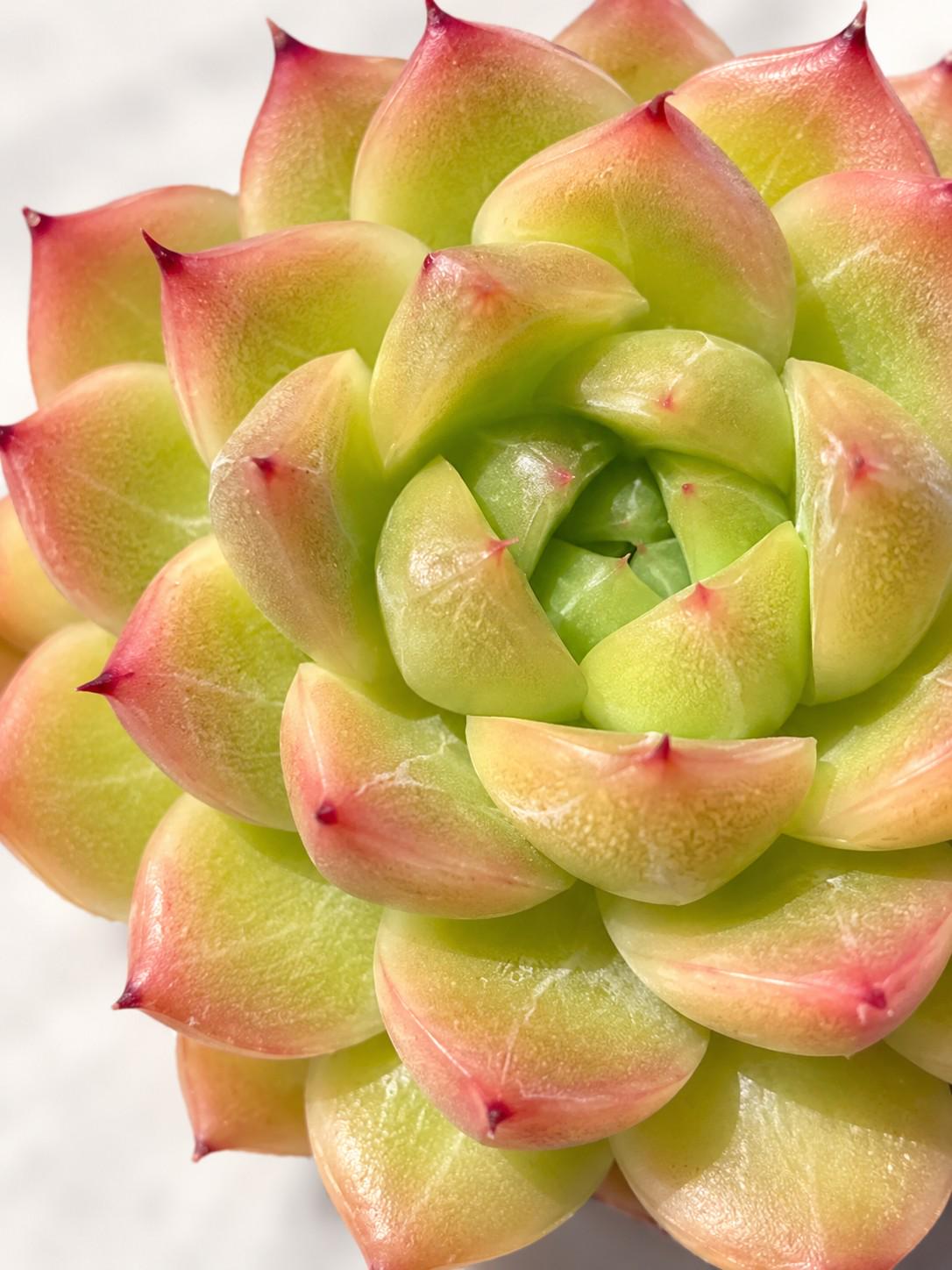 Echeveria Vitamin C Bubble leaf cutting photo 2