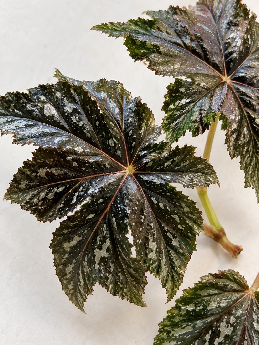 Begonia Gryphon cutting photo 2
