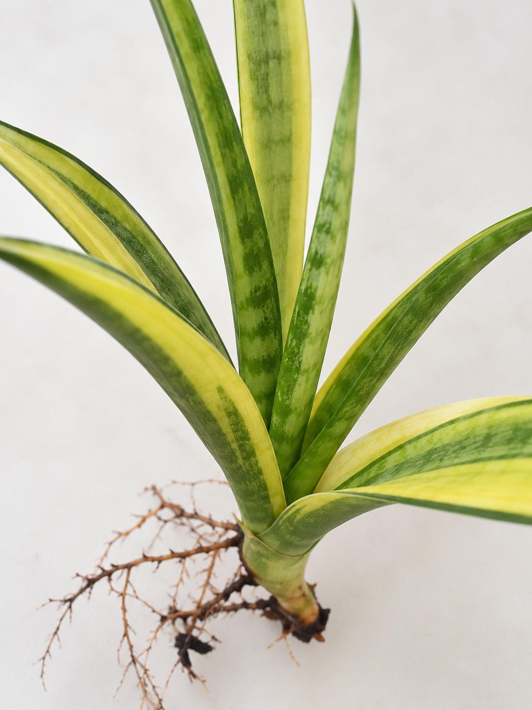 Sansevieria Cordova Variegata cutting photo 2