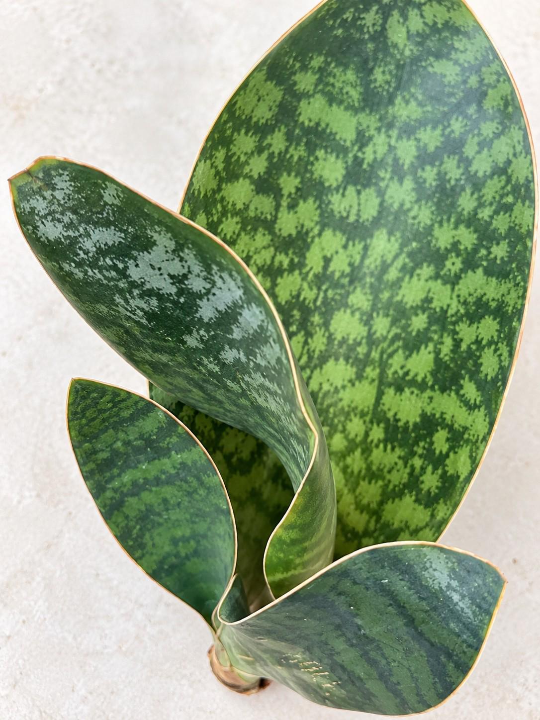 Sansevieria Whale Fin cutting photo 2