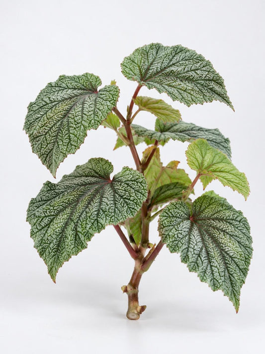 Begonia Sinbad cutting