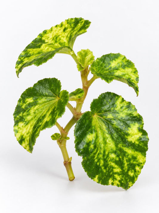 Begonia Cucullata cutting
