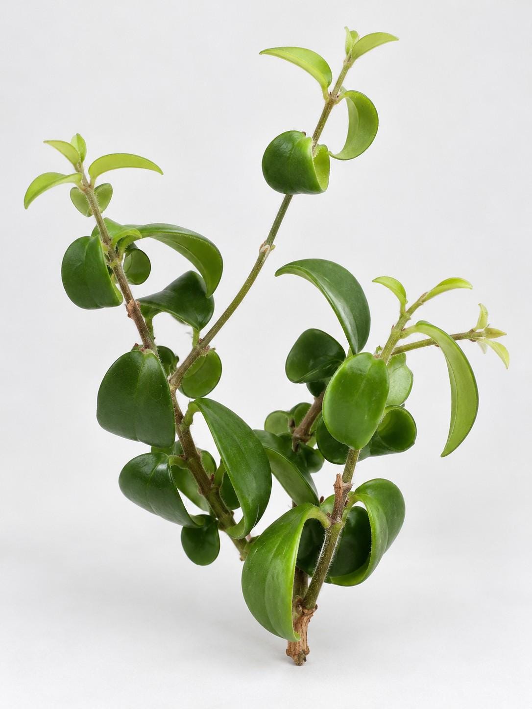 Aeschynanthus Lipstick cutting