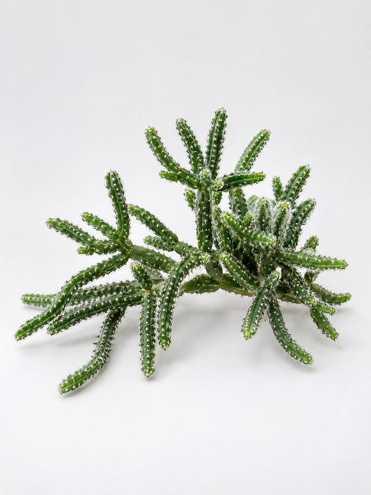 Rhipsalis Cereuscula cutting