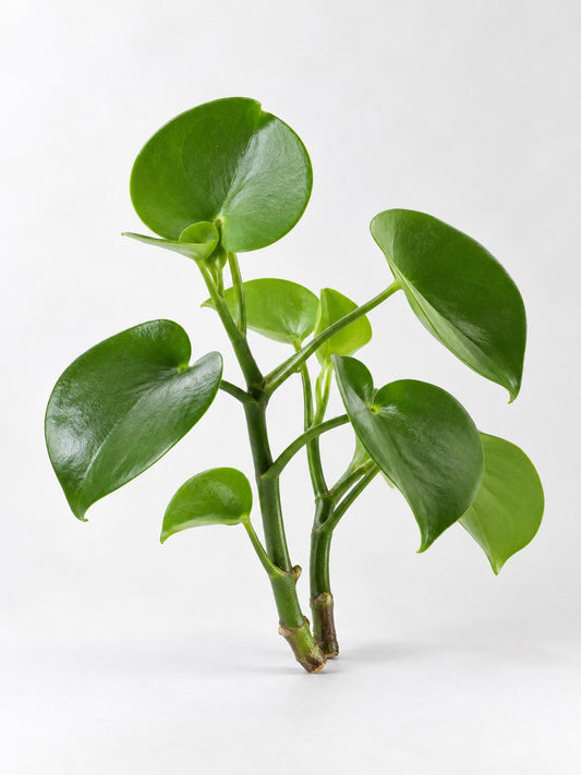 Peperomia Polybotrya cutting