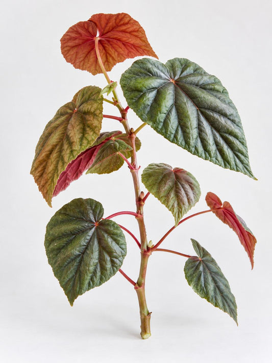 Begonia Oldemore cutting