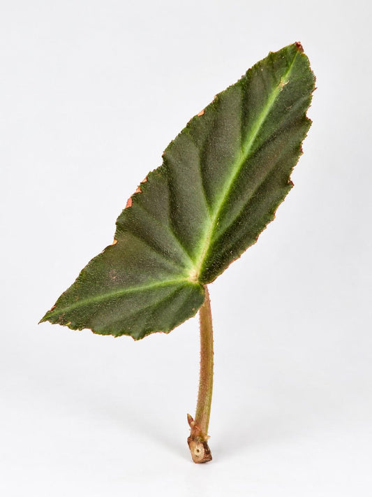 Begonia Listada cutting