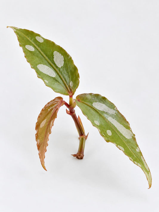 Begonia Jalau cutting