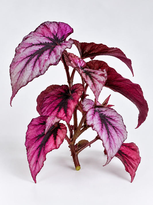 Begonia Beleaf Indian Summer cutting