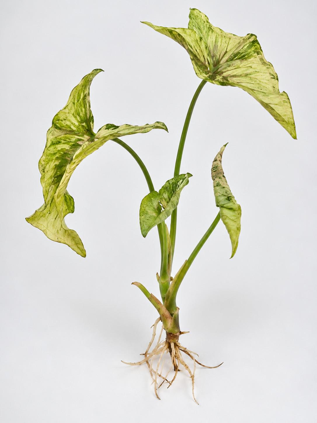 Syngonium Rolli cutting