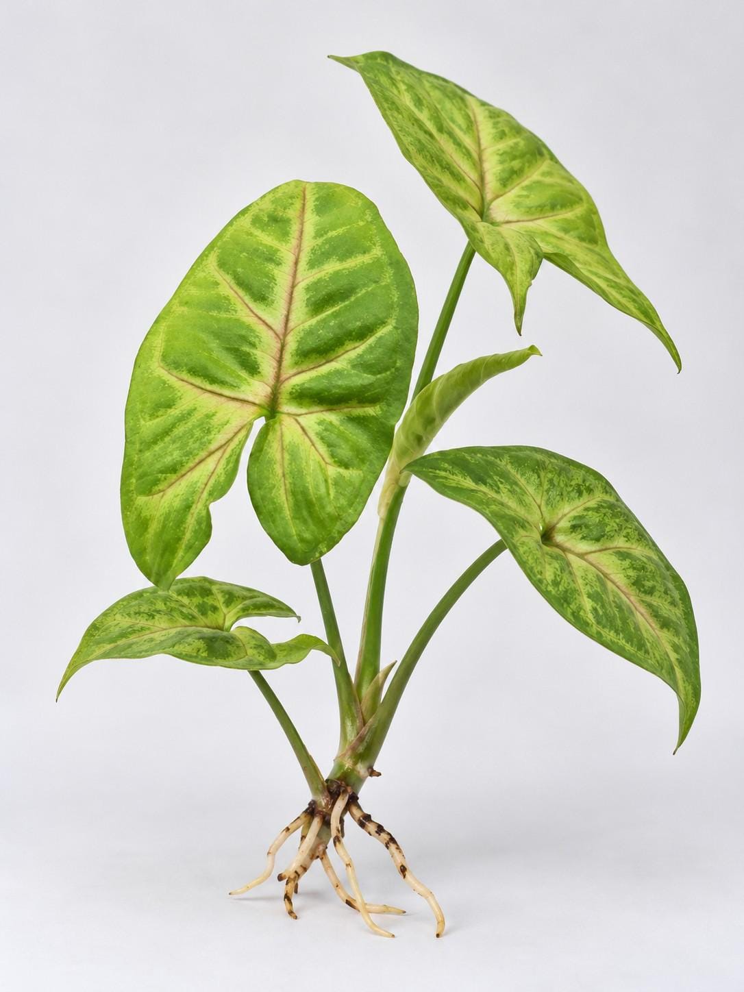 Syngonium Mango Allusion cutting