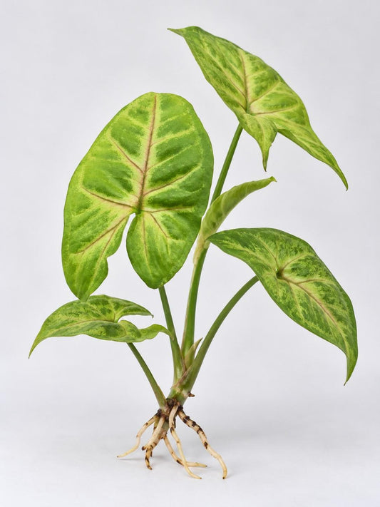 Syngonium Mango Allusion cutting