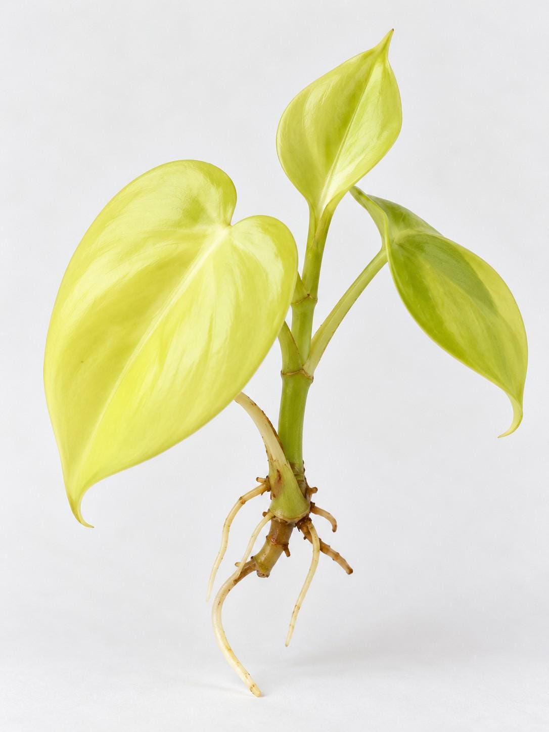 Philodendron Cordatum Lemon Lime cutting