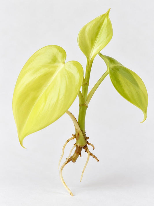 Philodendron Cordatum Lemon Lime cutting