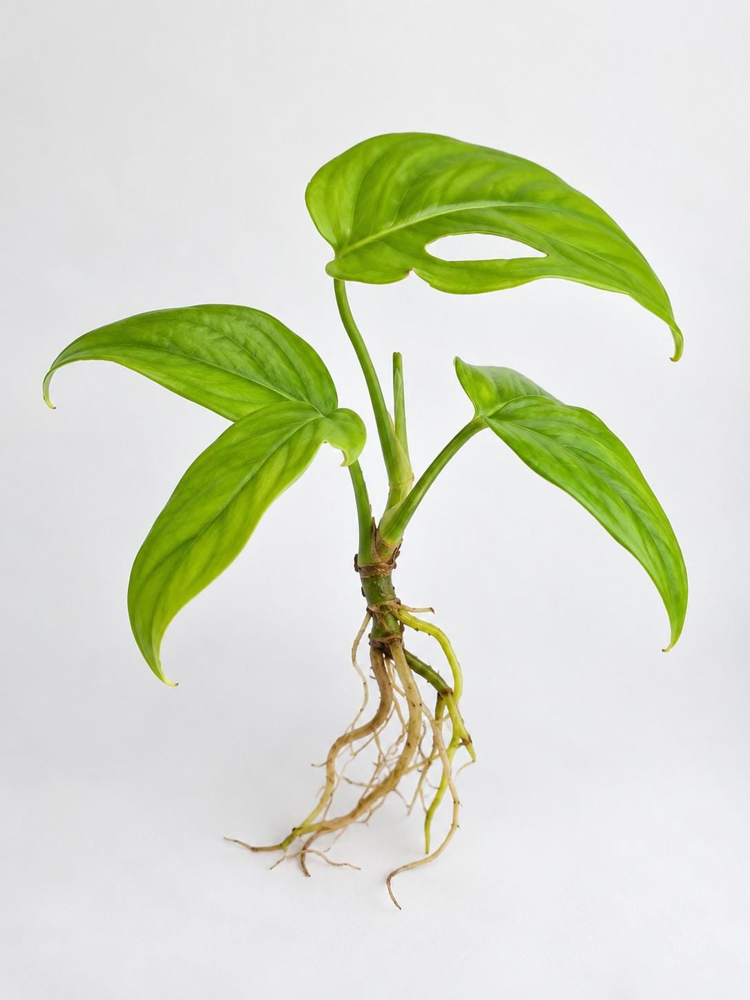 Monstera Gracilis cutting