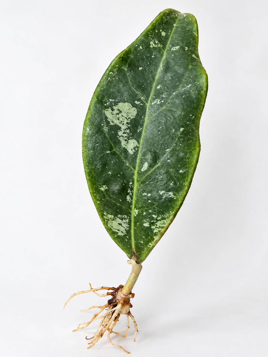 Hoya Rintzii Borneo cutting
