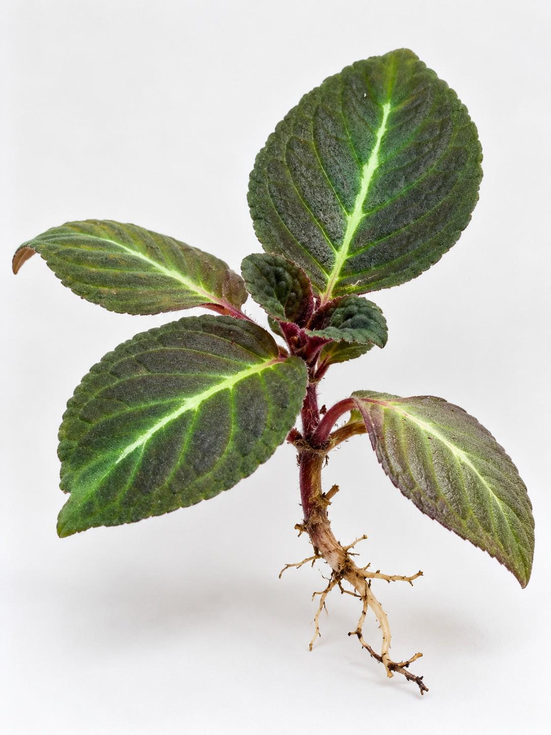 Corytoplectus Speciosus cutting