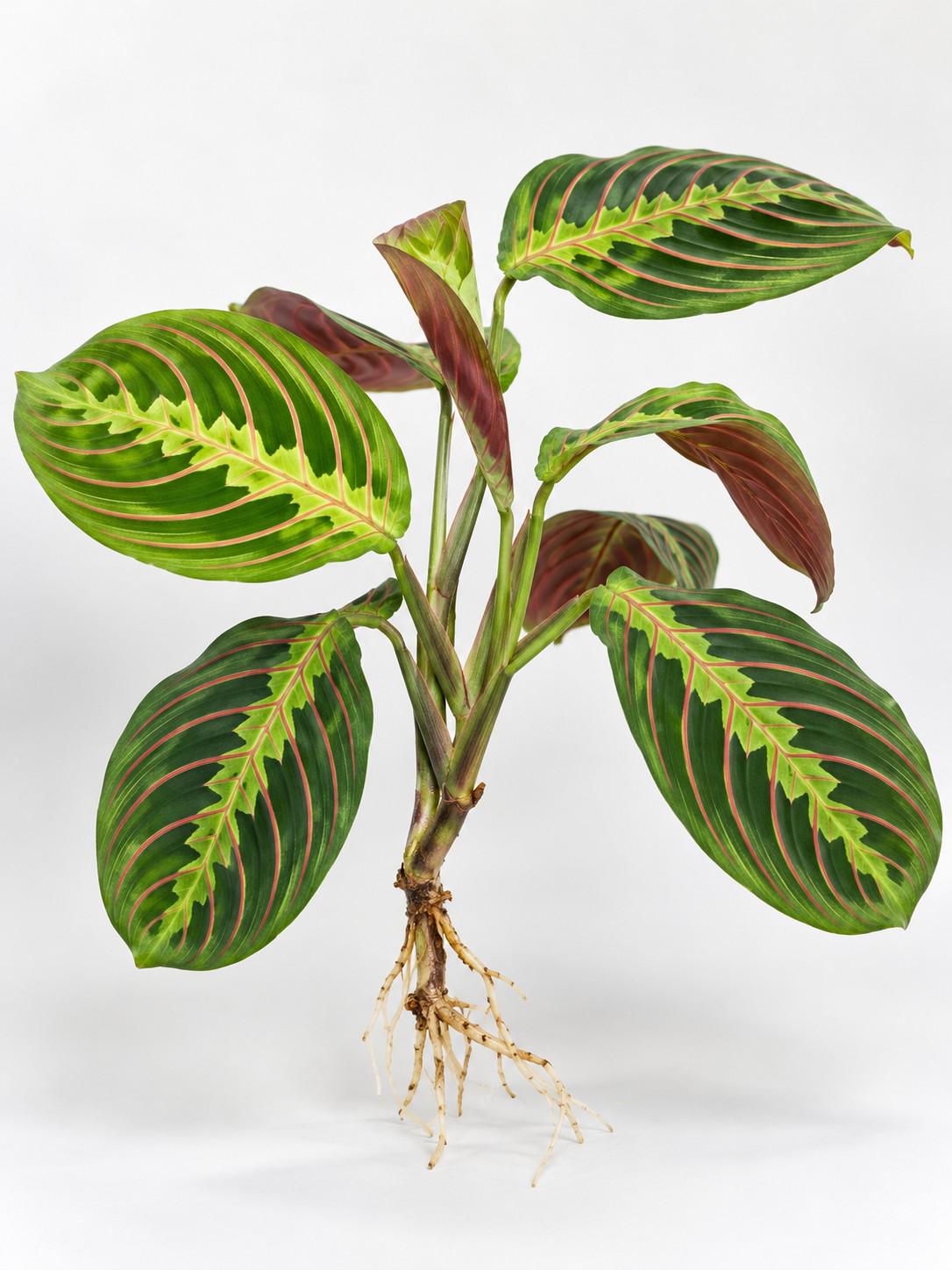 Maranta Tricolor cutting