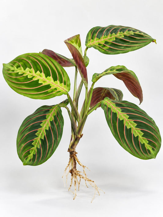 Maranta Tricolor cutting