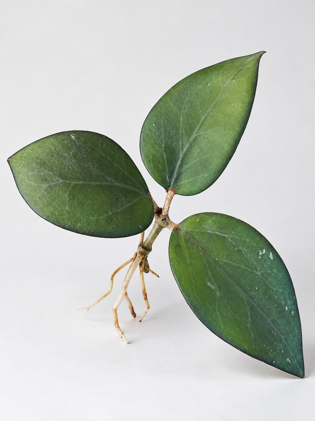 Hoya Fusco Marginata cutting