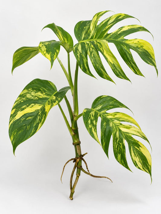 Monstera Golden Flame cutting